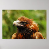 Eagle Poster (Voorkant)