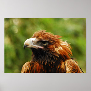 Eagle  poster