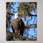 Eagle Poster (Voorkant)