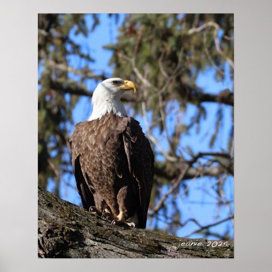 Eagle Poster (Voorkant)