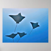 Eagle Ray Squad Poster (Voorkant)