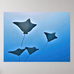Eagle Ray Squad Poster