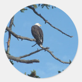 Eagle Sticker