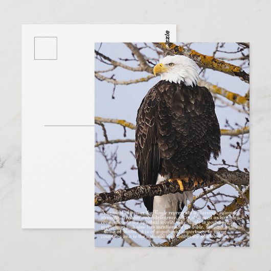 Eagle-symboliek Briefkaart (Voorkant / Achterkant)