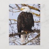 Eagle-symboliek Briefkaart (Voorkant)