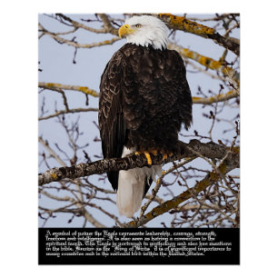 Eagle-symboliek Perfect Poster