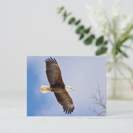 Eagle tijdens de vlucht briefkaart (Staand voorkant)