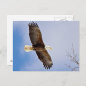 Eagle tijdens de vlucht briefkaart (Voorkant / Achterkant)