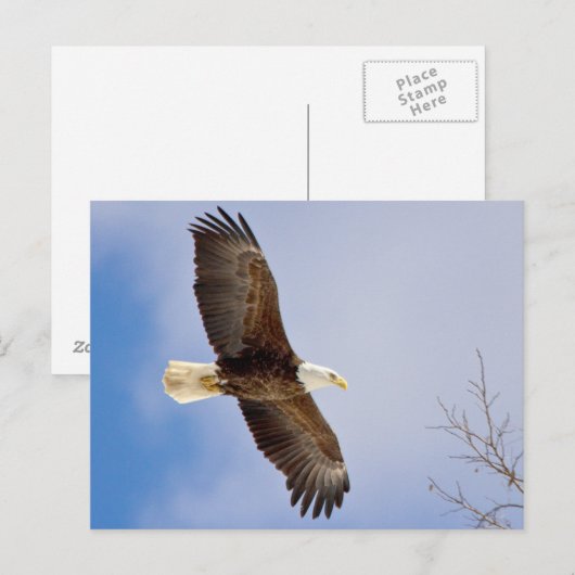 Eagle tijdens de vlucht briefkaart (Voorkant / Achterkant)