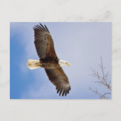 Eagle tijdens de vlucht briefkaart (Voorkant)