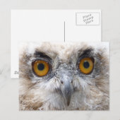 Eagle uil briefkaart (Voorkant / Achterkant)