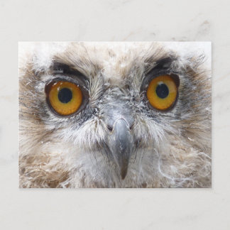 Eagle uil briefkaart