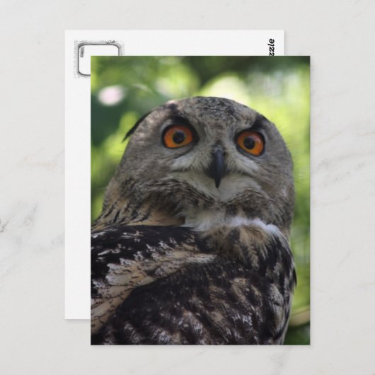 Eagle-uil Briefkaart (Voorkant / Achterkant)