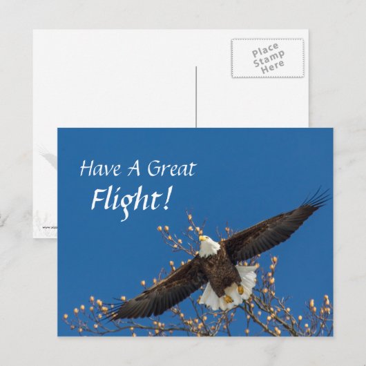 Eagle Up Briefkaart (Voorkant / Achterkant)