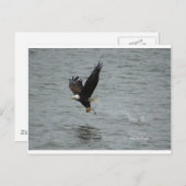 Eagle vangt een vis briefkaart (Voorkant / Achterkant)