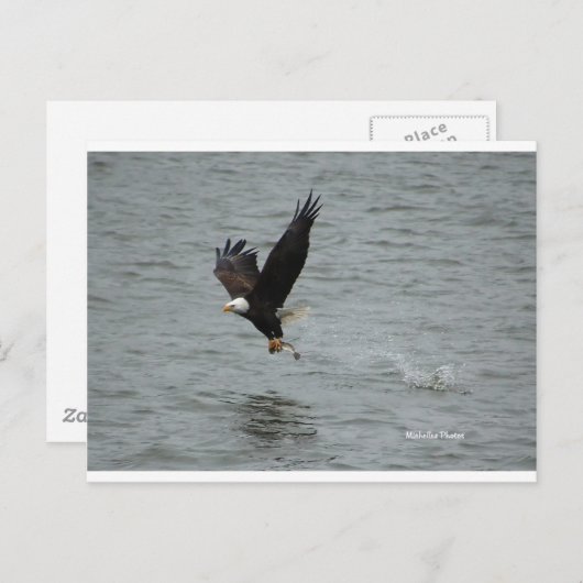 Eagle vangt een vis briefkaart (Voorkant / Achterkant)