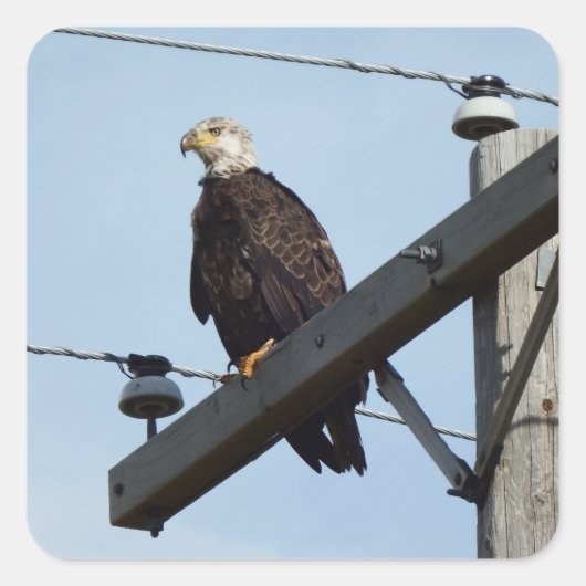 Eagle Vierkante Sticker (Voorkant)