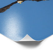 Eagle vliegt foto afdruk (Hoek)