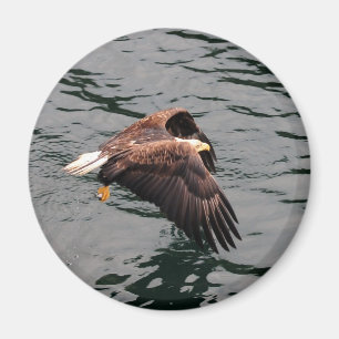 Eagle vliegt met vleugels uit magneet