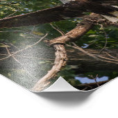 Eagle vlucht foto afdruk (Hoek)