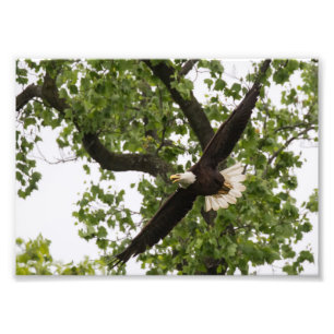 Eagle Wingspan Foto Afdruk