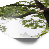 Eagle Wingspan Foto Afdruk (Hoek)