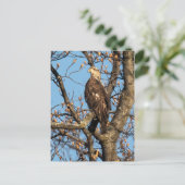 Eagle Youngster Briefkaart (Staand voorkant)