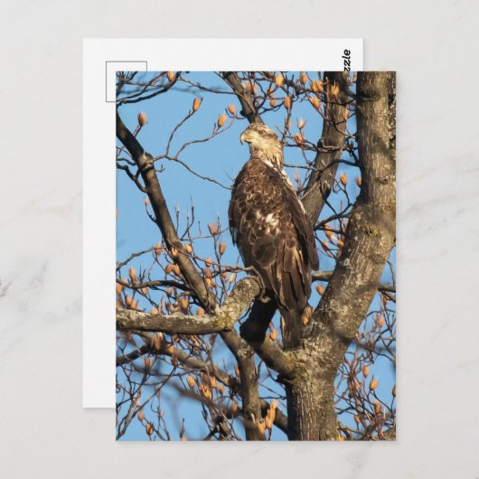 Eagle Youngster Briefkaart (Voorkant / Achterkant)