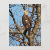 Eagle Youngster Briefkaart (Voorkant)