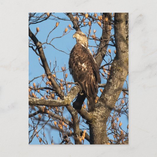Eagle Youngster Briefkaart (Voorkant)