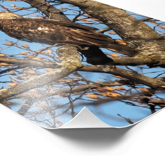 Eagle Youngster Foto Afdruk (Hoek)