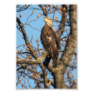Eagle Youngster Foto Afdruk