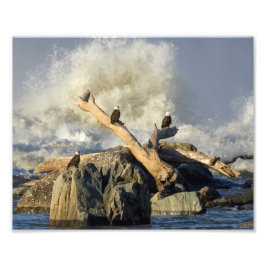 Eagles en ruw water foto afdruk