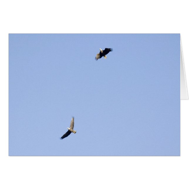 Eagles in Conowingo Dam (Voorkant Horizontaal)