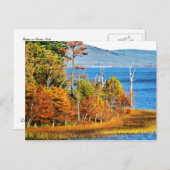 Eagles op Sardis Lake Briefkaart (Voorkant / Achterkant)