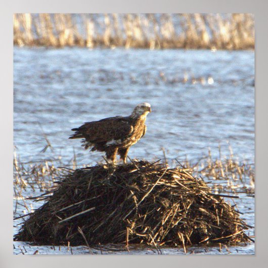 Eagles Photo Poster (Voorkant)