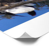 Eagles Poster (Hoek)