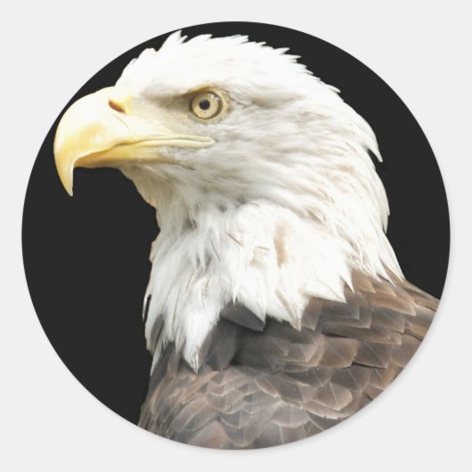 Eagles Stare Ronde Sticker (Voorkant)