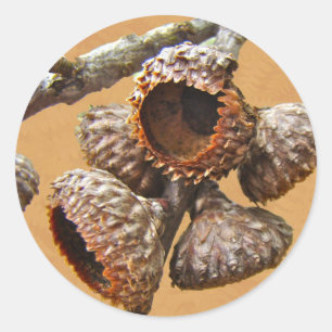 Eak Acorn-Petten Ronde Sticker