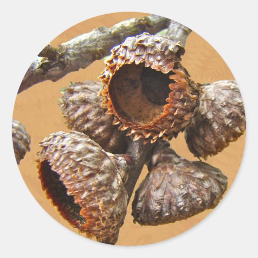 Eak Acorn-Petten Ronde Sticker (Voorkant)