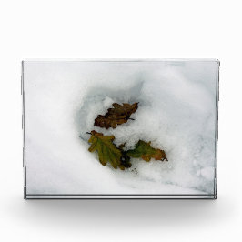 Eak-bladeren in de sneeuwvakantiekaart, afdruk van fotoblokken