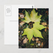 Eak groene bladeren briefkaart (Voorkant / Achterkant)