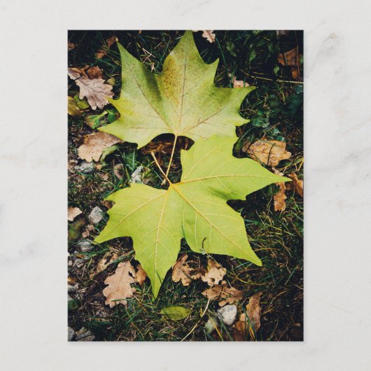 Eak groene bladeren briefkaart (Voorkant)