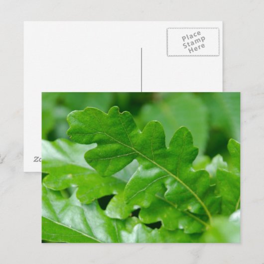 Eak Leaves Briefkaart (Voorkant / Achterkant)