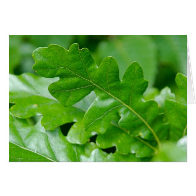 Eak Leaves in Spring (Voorkant Horizontaal)