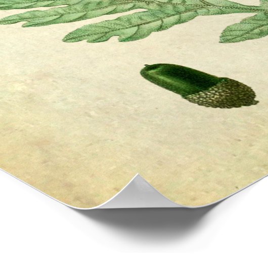 Eak Leaves no.3 Farmhouse Wall Art Poster (Hoek)