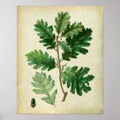 Eak Leaves no.3 Farmhouse Wall Art Poster (Voorkant)