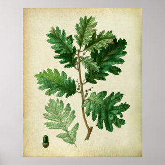 Eak Leaves no.3 Farmhouse Wall Art Poster