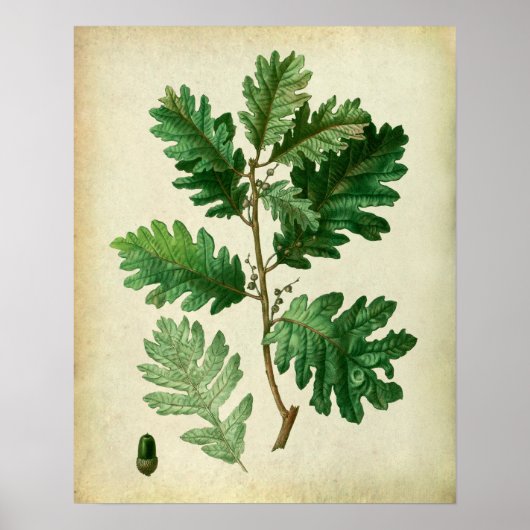 Eak Leaves no.3 Farmhouse Wall Art Poster (Voorkant)