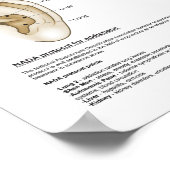 Ear Acupunctie Europees Systeem Auriculotherapie Poster (Hoek)